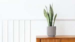 The Best Indoor Plants for Improving Air Quality