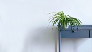 The Best Indoor Plants for Improving Air Quality
