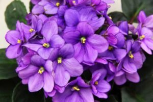 African-Violet-Leaf