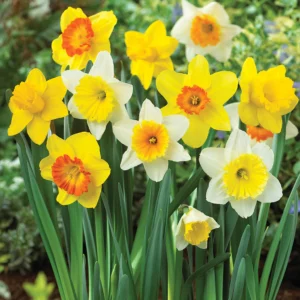 Daffodil-Trumpet-flower