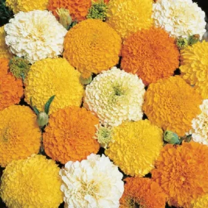 Marigold-flowers 