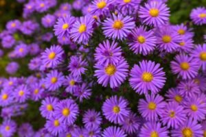 aster-flowers-1024x683