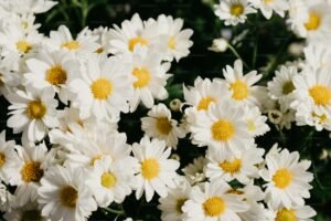 daisy-flower