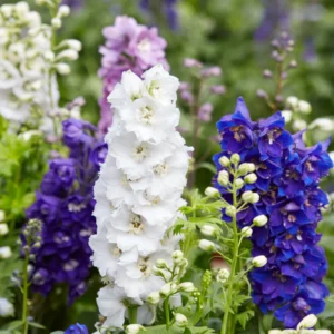 delphiniumlarkspur