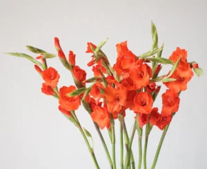 gladiolus-red-1