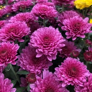 chrysanthemum-flower